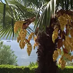 Edera Hotel